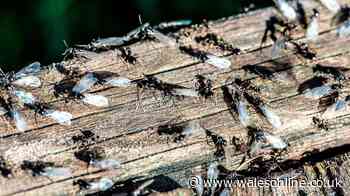 7 common summer pests and how to keep them out of your home