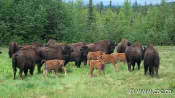 Number of collisions with bison on N.W.T. roads declines