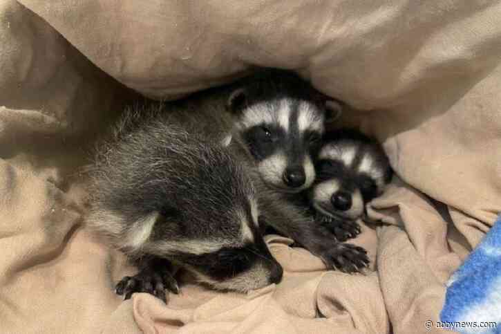 32 orphaned raccoons prepare for the wild at B.C. rehab centre