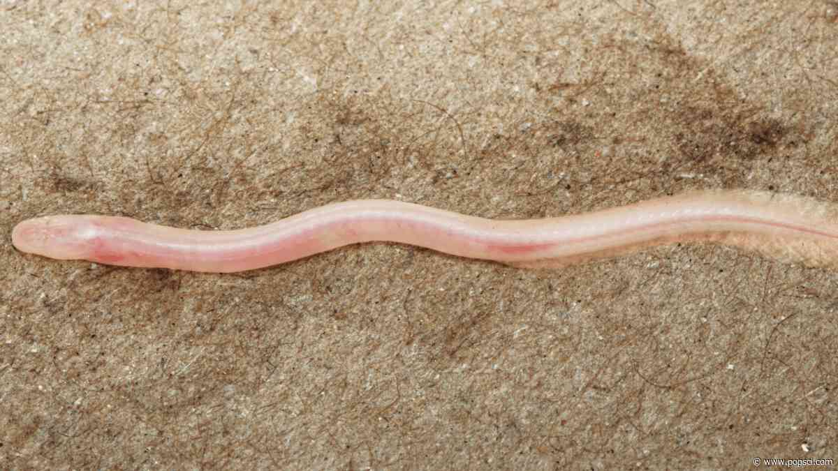 TikTok helps scientists discover new underground, translucent eel in India