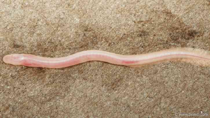 TikTok helps scientists discover new underground, translucent eel in India