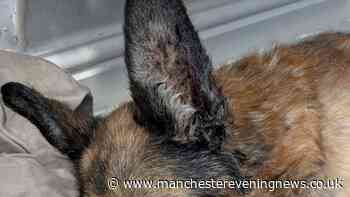 RSPCA investigating after dog found collapsed and dying in Ormskirk street