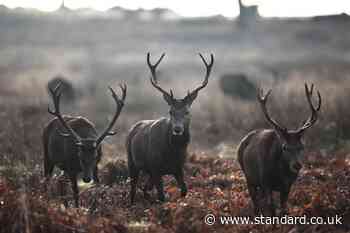 Stag shot dead after man injured during a picnic in Richmond Park