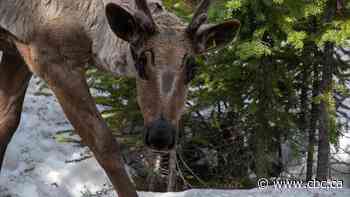 ‘Mission accomplished’: Parks Canada celebrates first release of captive-bred caribou into Jasper’s wild herd
