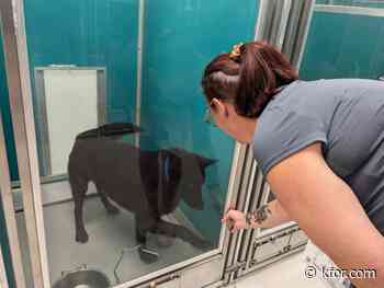 Pauls Valley Animal Shelter without running water, in urgent need of emergency fosters and adoptions