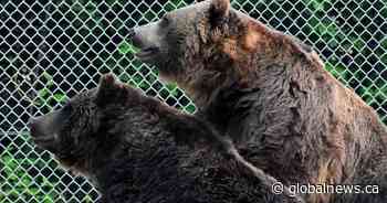 Saskatoon zoo’s beloved grizzly bear euthanized following a decline in health