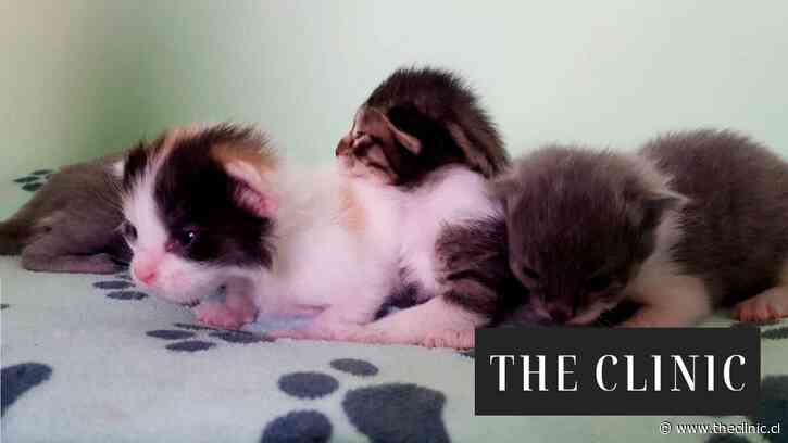 ¿Qué significa el color de los gatos? Cómo saber si es macho o hembra y qué puede revelar su pelaje sobre su salud