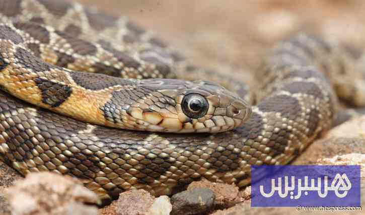 رصيف الصحافة: لدغة أفعى سامة تنهي حياة شاب في إقليم الحوز