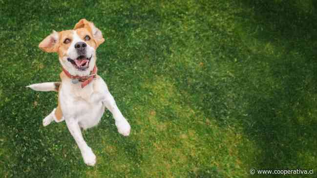 Estudio revela que los perros distinguen distintas emociones humanas