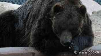 'A happy little bear': Saskatoon zoo manager mourns death of grizzly Koda