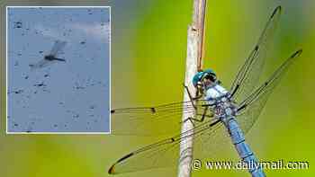 Mysterious swarms of dragonflies descend on California as experts reveal what is fueling invasion