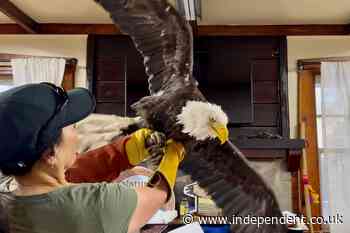 Jackie the Eagle’s death sees outpouring of rage at animal care center