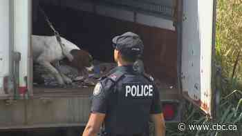 Possible human remains found in Scarborough commercial plaza, police say