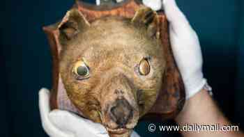 'Fox head' that was bought for £50 at a market sells for £60,000... because it's actually an extinct tiger