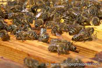 Manitoba honey industry buzzing as U.S. tariff clock ticks