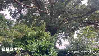 Preservation order protects 300-year-old oak