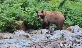 Rare grizzly bear sighting in Lions Bay prompts warning from search and rescue