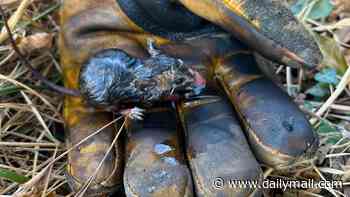 Tiny field mouse is saved from fire by crews - before 'having a drink of water and running off to rejoin his friends'