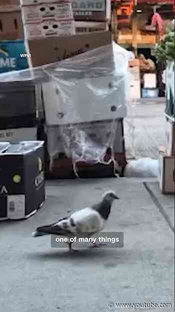 Forget cheesesteaks. Philly has pigeon tours now