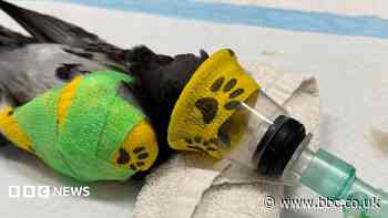 'Unprecedented' heatwave wildlife impact - charities