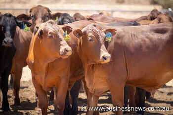 Live cattle export industry seeks policy certainty with launch of 10-year plan