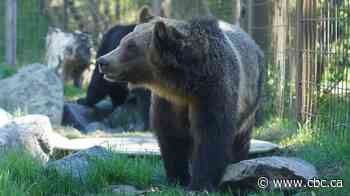 'No risk' to public safety after grizzly bear escaped enclosure, Calgary Zoo says