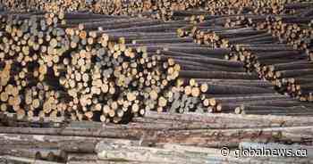 B.C. plywood manufacturer says it cannot absorb 50% tariff cost as deadline looms