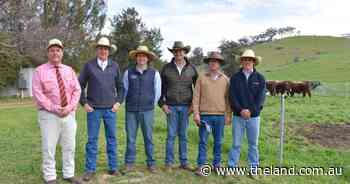 Clearance and price strong as VPC bulls sell to four states at Mudgee sale
