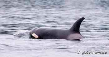 ‘Shocking’ video captures orcas close to shore in Washington State