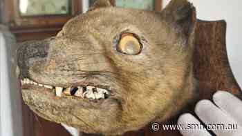 ‘Holy grail’: Googly eyed ‘stuffed fox’ sold at antiques fair identified as a Tasmanian tiger