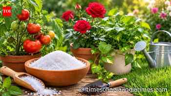 Epsom salt for plants: How to use it for tomatoes, roses, houseplants and lawns