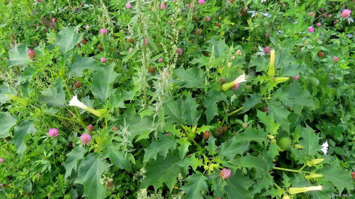 Extrem giftige Pflanze in NRW aufgetaucht: Finger weg von diesem schönen Gewächs