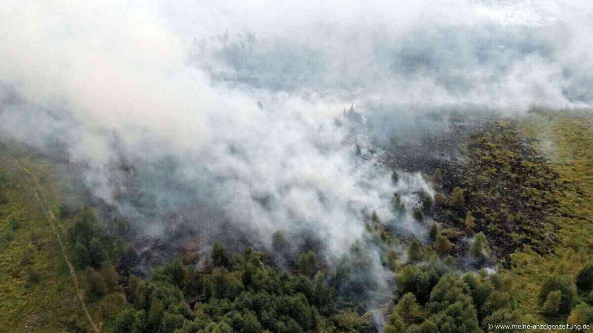 Wie wird der Wald brandfester? Eichen als Feuerschutz