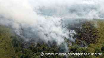 Wie wird der Wald brandfester? Eichen als Feuerschutz
