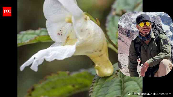 Meet the new Himalayan plant named after the legendary mountaineer Nirmal Purja