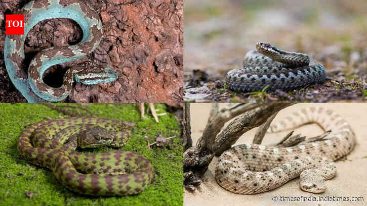 5 Snakes that thrive in extreme climates: Here's how they survive harsh weather conditions