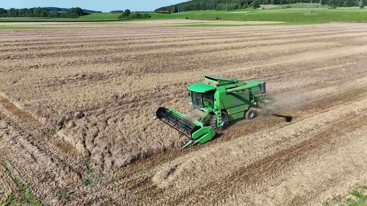 Grundwasserspiegel sinkt: Felder vertrocknen – Bauern ernten teils drastisch weniger