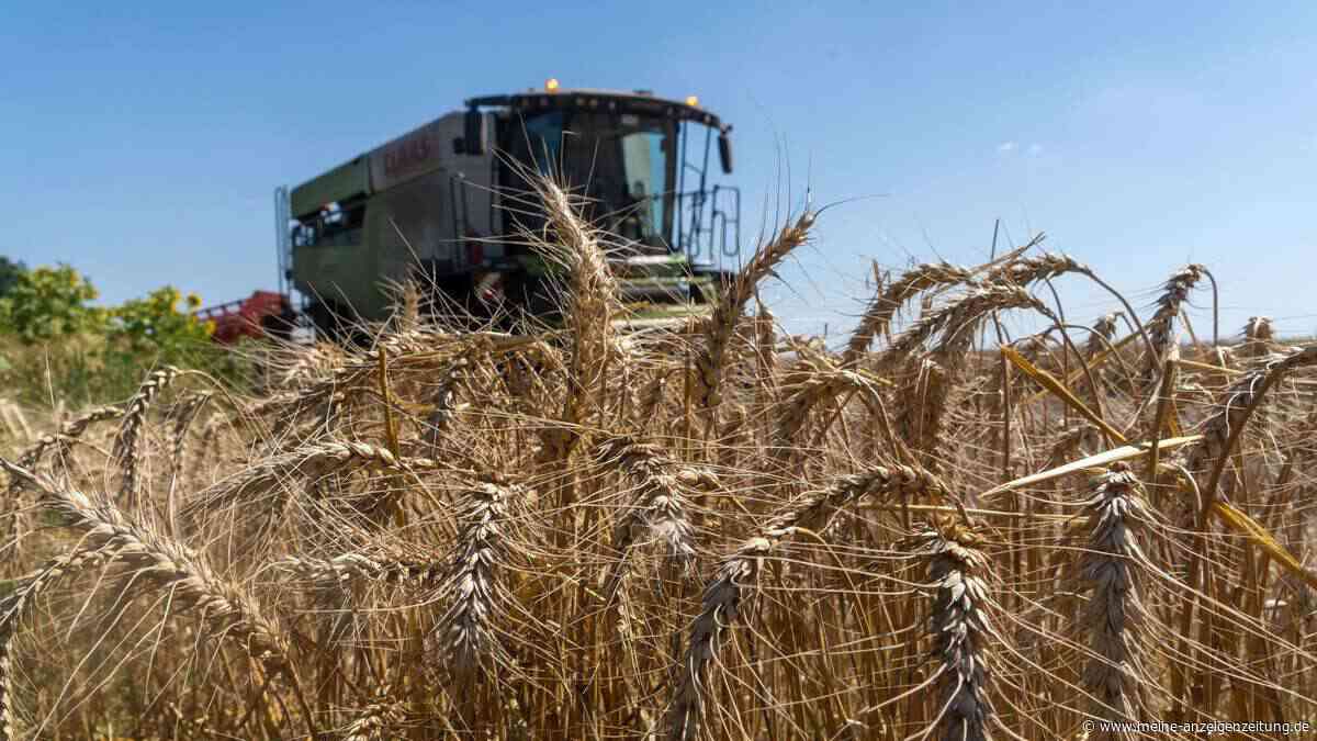 Drohnen zerstören Russlands Getreide: Weizenpreise explodieren – droht der nächste Arabische Frühling?