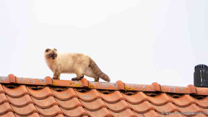 Brandweer ingeschakeld voor kat Fendi in Oss, maar baasje redt hem zelf
