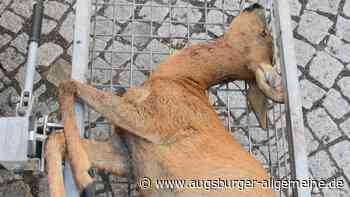 Nicht an der Leine: Hunde hetzen Reh bei Schwabmünchen in den Tod