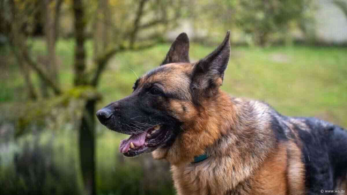 „Kira sucht noch immer“: Tierheim verzweifelt wegen leidender Schäferhündin