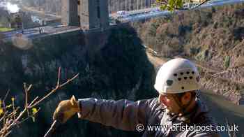 Saving the Bristol Onion: £300k project launched to protect Avon Gorge’s unique species