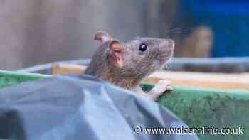 Keep rats out of gardens by swapping wheelie bin for 'better' waste storage method