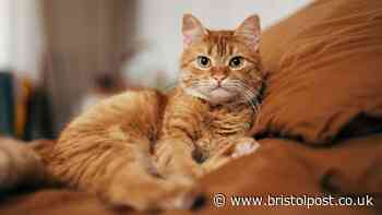 Cats Protection issues 'check' warning to all pet owners