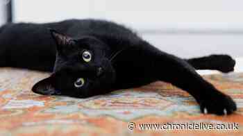 Cats Protection issues 'check' warning to all pet owners