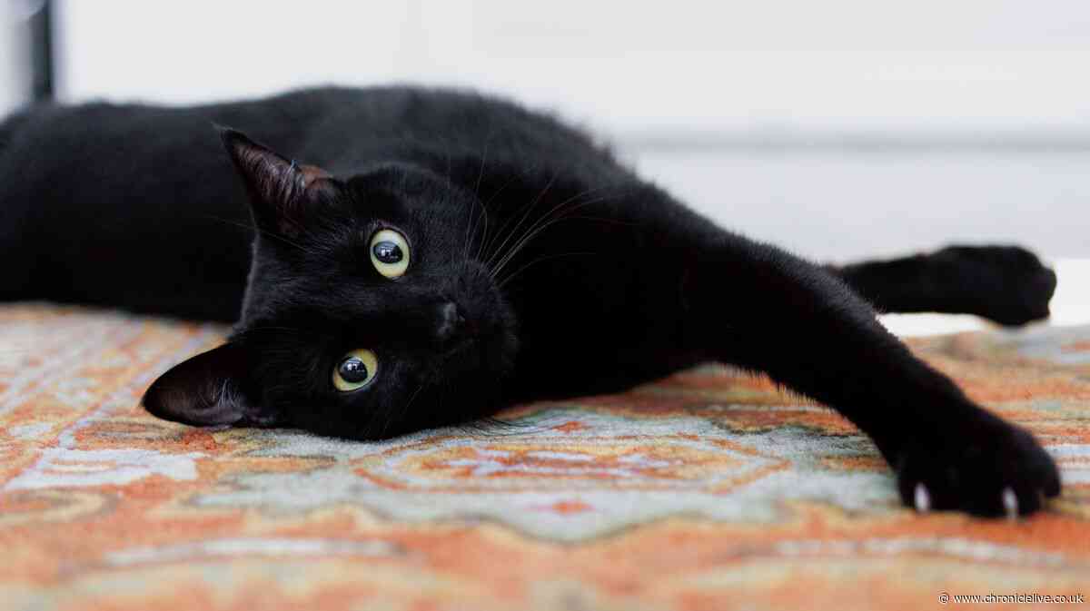 Cats Protection issues 'check' warning to all pet owners