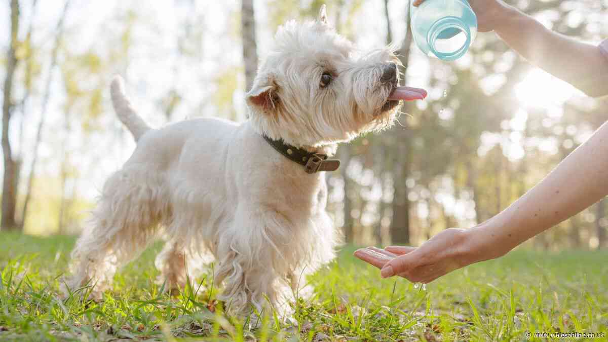 Dog owners warned to spot key sign which could save pet's life in heatwave