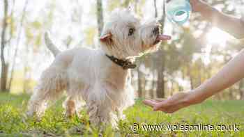 Dog owners warned to spot key sign which could save pet's life in heatwave