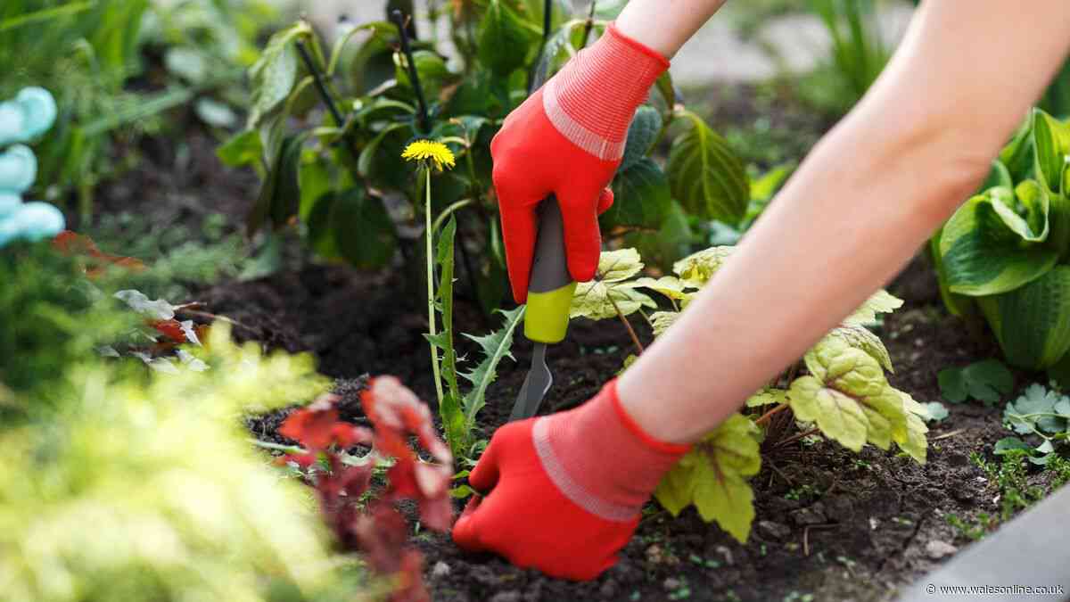 One popular bin item works as a weed barrier to keep your garden safe