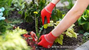 One popular bin item works as a weed barrier to keep your garden safe